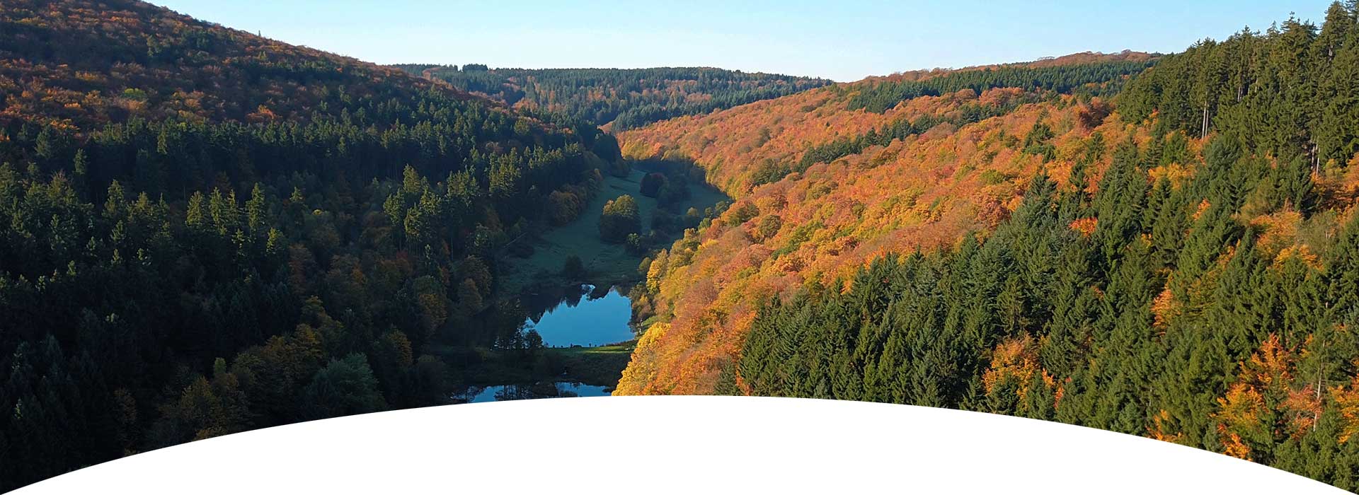 Taunus Wald